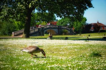 Some geese in East Park